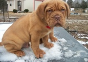 Dogue De Bordeaux Puppies Now Available For Sale 