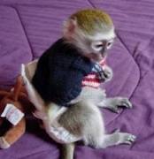Healthy Well Trained Capuchin Monkeys Available!!