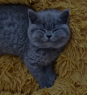 British shorthair kittens for adoption 